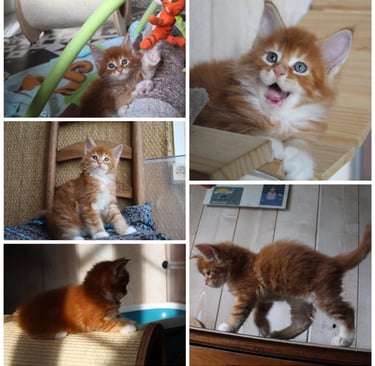 a collage of four different pictures of cats, maine coon kitten