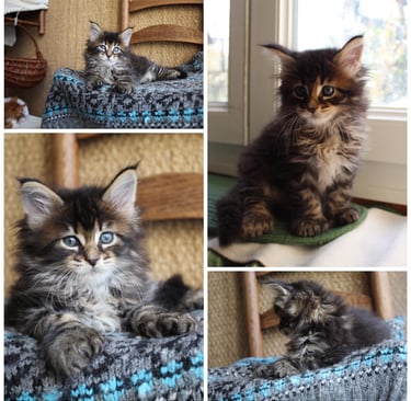 a maine coon kitten polydactylcat