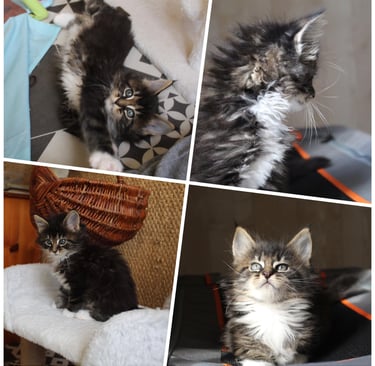 a collage of four kittens sitting on a chair maine coon kitten