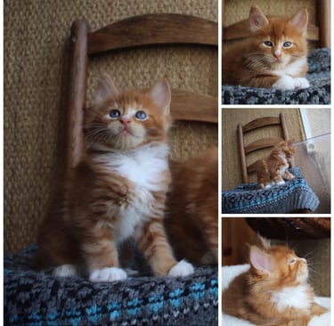 a collage of four different pictures of a maine coonkitten