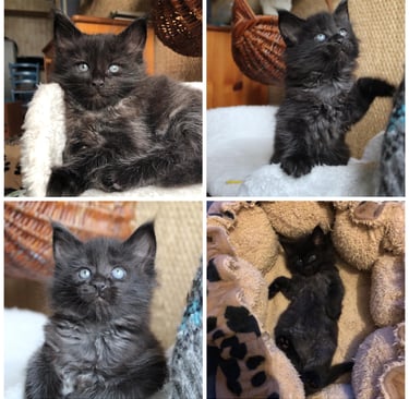 a collage of four different pictures of a kitten black maine coon