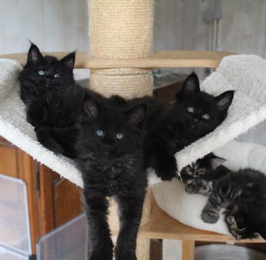 three black cats are sitting on a cat tree 3 maines coons kittens