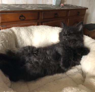 a black maine coon kitten laying on a white blanket