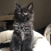a black kitten maine coon sitting on a bed with a cat