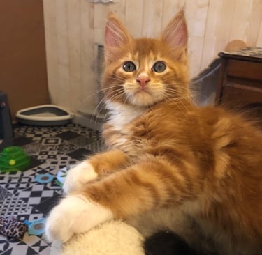 a cat kitten maine coon is sitting on a cat bed