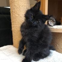 a black kitten sitting on a cat scratching on a scratching scratching scratching