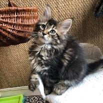 a kitten kitten maine coon polydactyl sitting on a blanket on a couch