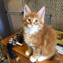a cat kitten maine coon sitting on top of a wooden table