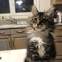 a cat kitten maine coon sitting on a counter top in a kitchen