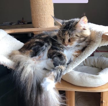 a cat MAINE COON is laying on a cat tree