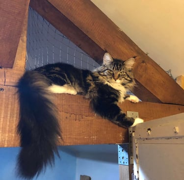 a maine coon  laying on top of a wooden table