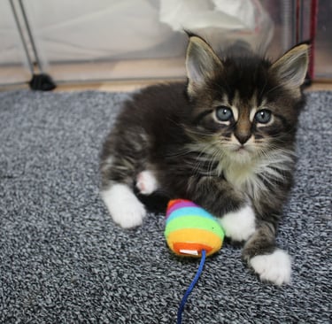 a kitten kitten kitten kitten kitten kitten kitten kitten kitten kitten kitten kitten kitten kitten kitten