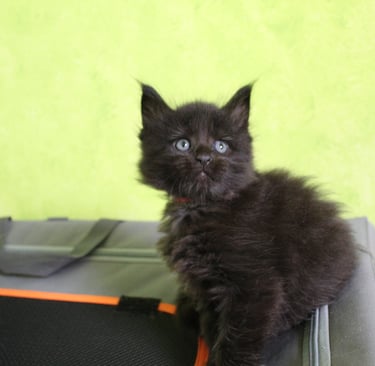 a black kitten sitting on top of a suitcase