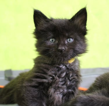 a black kitten sitting on a suitcase