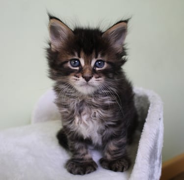 a kitten kitten sitting on a white blanket
