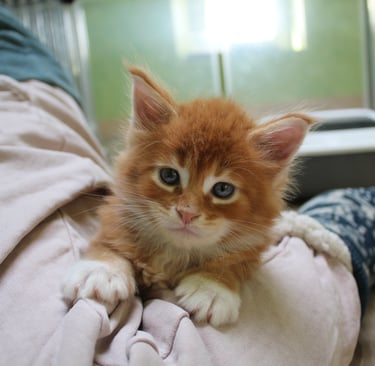 a kitten kitten sitting on a person's lap