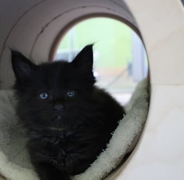 a black kitten sitting in a cat bed