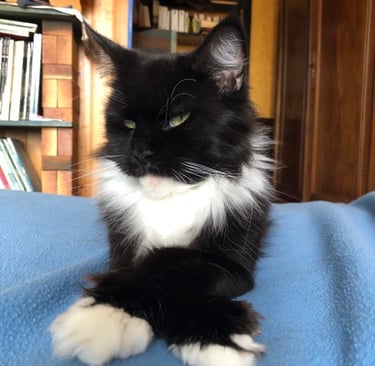 a black and white cat laying on a blue blanket maine coon polydactyl polydactylcat