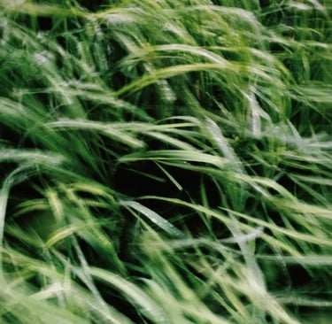 Grass swaying in the wind, symbolizing burnout prevention through body awareness and mindfulness.