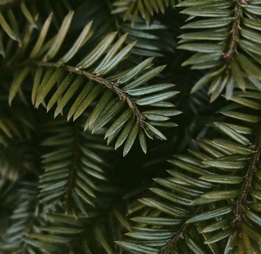 Close-up of green leaves symbolizing pause and reset, everyday essentials