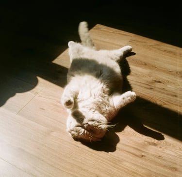 Cat lying on wooden floor in sunlight like savasana yoga pose, everyday essentials