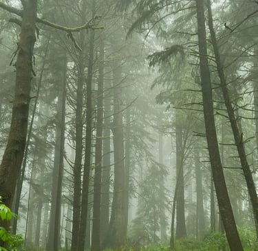 a forest scene with a forest scene of a forest