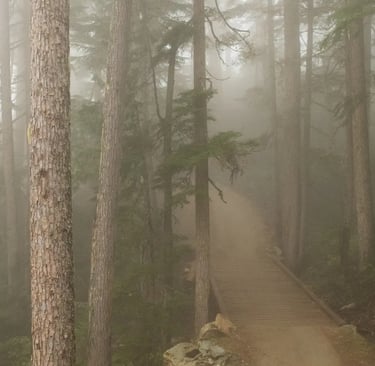 a path leading to a path through a forest