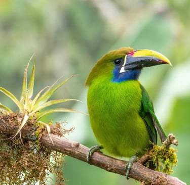 a bird with a blue and green bird on a branch