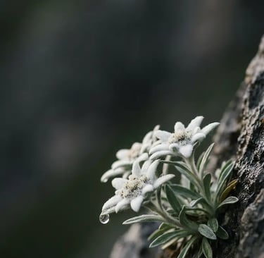 Close-up of white edelweiss flower growing on dolomite rock with water droplet