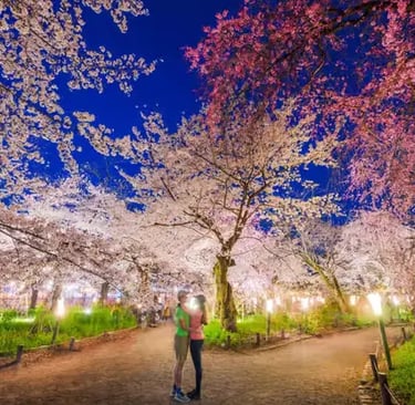 Illuminated cherry blossoms night walk in Kyoto private tour.