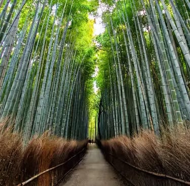 Arashiyama Bamboo Grove path