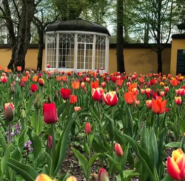 Colorful tulips in Mirabell Gardens Salzburg, a famous Sound of Music tour site