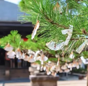 Omikuji fortune papers hanging on pine tree at a Japanese shrine