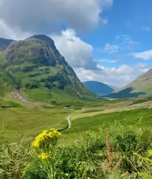 Lush green Glencoe valley with dramatic mountain peaks and wildflowers in foreground