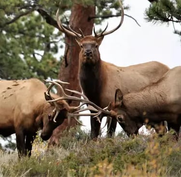 A group of wild bull elk with large antlers standing in a pine forest meadow.