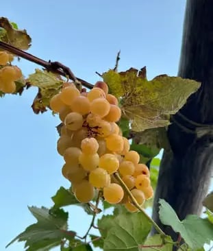 Golden grapes ripening on the vine at an Amalfi Coast farmhouse vineyard against blue sky