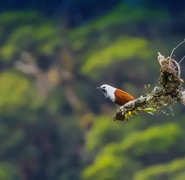 a bird perched on a branch of a tree