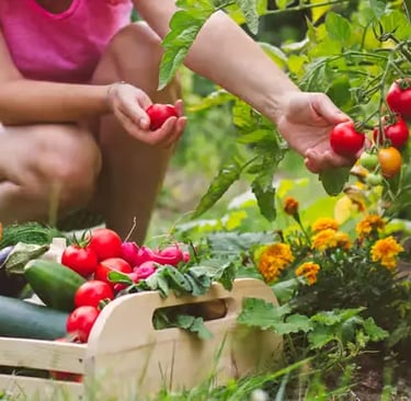 Hands picking fresh ripe tomatoes and organic vegetables during farmhouse visit garden tour