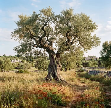 Ancient twisted olive tree with red poppies in Itria Valley field, trulli visible in background