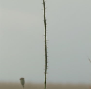 Tall poppy in a field