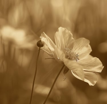 Sepia images closeup of a single flower with blurred background
