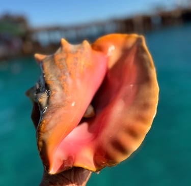 Melissa Rose Cooper holds a large pink queen conch shell over clear turquoise ocean water in Bimini.