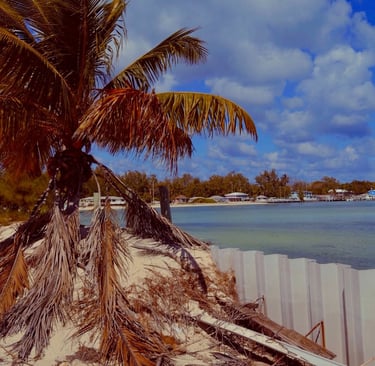 Views of Bimini in the Bahamas with palm tree and white seawall overlooking a turquoise ocean bay .