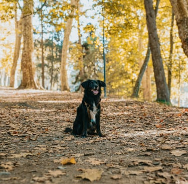 Park Fun In The Lowcountry