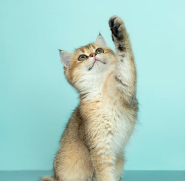 Hanahan high-five
