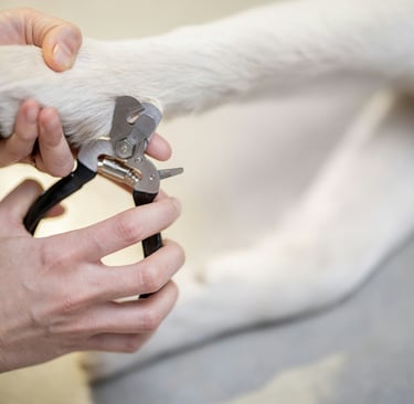 Trimming dog nails at home
