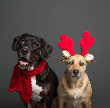 Holiday Pups