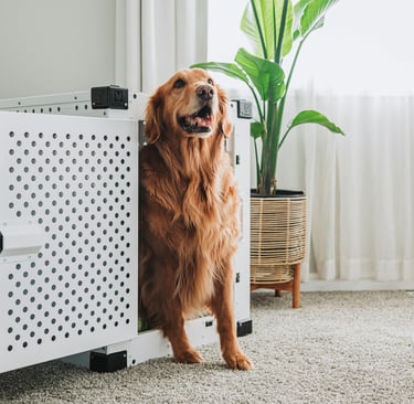 Golden Retriever sitting in a white dog crate inside a Charleston home
