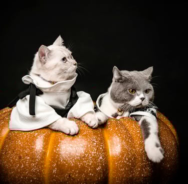 Halloween Kitties