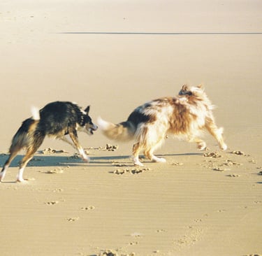 Folly frolicking